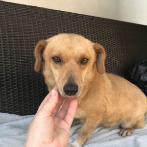 FOSSEY - reserviert TST Rösrath vermittelt