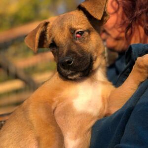 TANE - Notfall (durchtrittig + Cherry Eye) - reserviert TH Burgdorf vermittelt