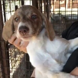 LUKA - sollte zeitnah ausreisen - reserviert TINO vermittelt