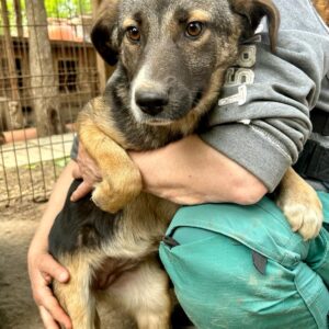 HEIDIE (♀) - vermisst 12/24