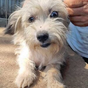 NILAY - ausgereist zur Tierhilfe Lebenswert