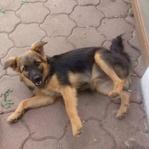 SHEELA - reserviert für Tierhilfe Lebenswert vermittelt