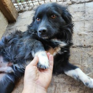 MAKANI - reserviert Silke vermittelt