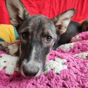 MATILDA - auf Pflegestelle in PLZ 8 vermittelt