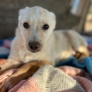 AMANY - reserviert TINO vermittelt