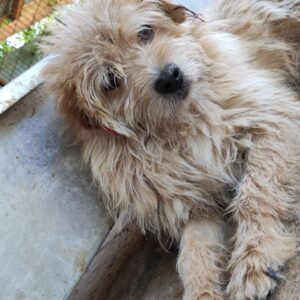 DEWY - auf Pflegestelle in PLZ 1 *vermittelt*