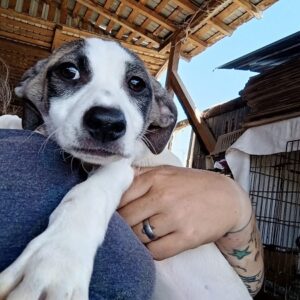 SHALIMA - reserviert Tierhilfe Lebenswert DR - vermittelt