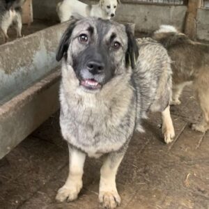 PUMMI - ausgereist zum TST Rösrath