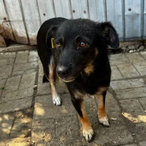 BINE (♀) - RBB 01/25