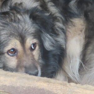 REYDA - reserviert Vierbeiner In Not - vermittelt