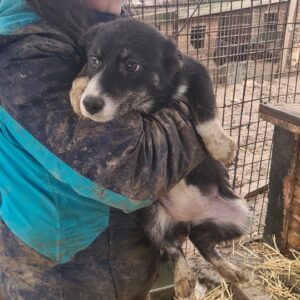 AMBRA - reserviert Margitta - vermittelt