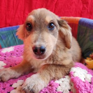 NEELE- reserviert ( JW 24/09 ) vermittelt