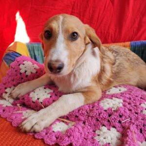 RIEKE - reserviert Hundescheune Fläming vermittelt