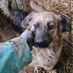 EWA - auf Pflegestelle in PLZ 65 *vermittelt*