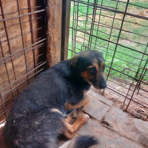 BONBONI (♀) - vermisst 04/24