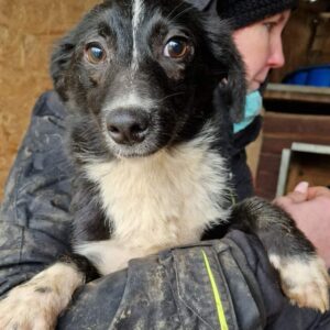 PITTIPLATSCH - auf PDR PS im PLZ Bezirk 63 *vermittelt*