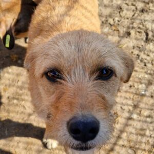 LILIANA - sehr verzweifelt - reserviert Tierhilfe Lebenswert - vermittelt