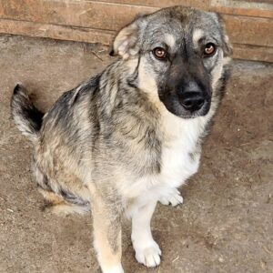 MALVINA - rechtes Hinterbein fehlt - baut ab, Hautprobleme - vermittelt LS