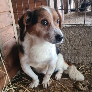 GULLIVER - auf Pflegestelle in PLZ 24 *vermittelt*