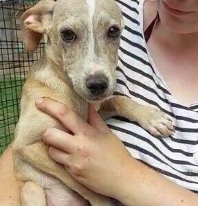 SCHUBIDU - reserviert Sasi vermittelt