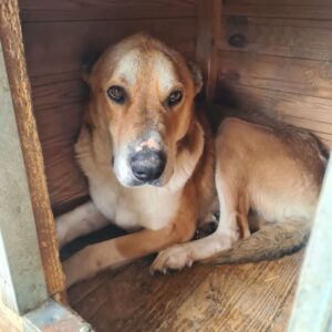 AKIO - viel zu dünn - vermittelt Manuela