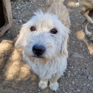 JORY - ausgereist zum TST Rösrath