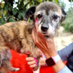 WANJA - reserviert TST vermittelt