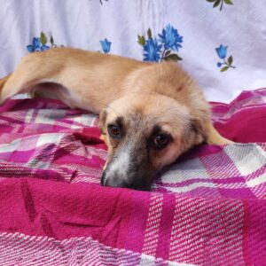 KAREN - reserviert TST Rösrath vermittelt