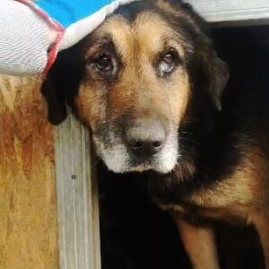 KUNIBERT - müder Senior, nicht mehr so gut zu Fuss - vermittelt Manuela