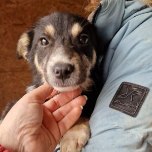 BRIEDA - resigniertes Welpenmädchen - reserviert für Tierhilfe Lebenswert - vermittelt