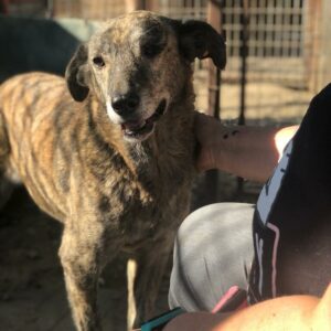 CARMY - linkes Auge fehlt - reserviert TH Iserlohn - vermittelt