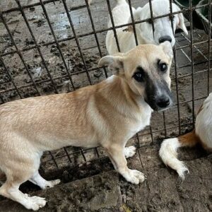 NOEMI - auf PDR PS im PLZ Bezirk 47 - vermittelt