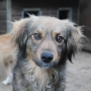 MAIRE - auf PDR PS im PLZ Bezirk 21 - vermittelt