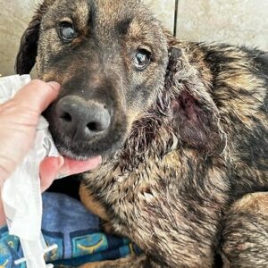 HAVANNA - med. Notfall: wurde sehr schwer gebissen - auf PDR PS im PLZ Bezirk 84 - vermittelt