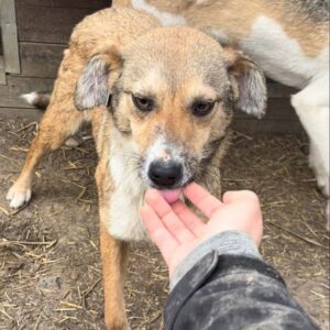 PAKIKI (♂) - ausgereist zum TST