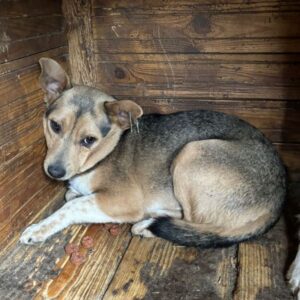 FELIX (♂) - braucht dringend Anschluß an den Menschen!