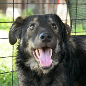 PHYLAX (♂) - schlimme Hautprobleme