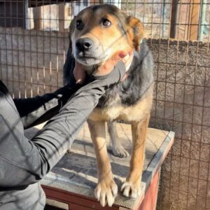 SPERANTA - ausgereist zu Arche Noah