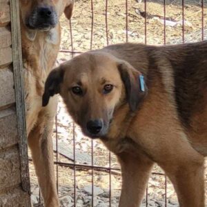 BENE (♂) - vermisst 11/24