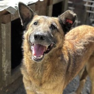 JOSHA (♂) - vermittelt KM