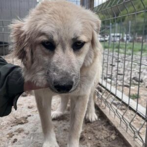 KATHIE (♀) - Notfall im Shelter: Mobbingopfer, Bisswunden - vermittelt