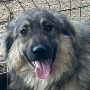 JARAS (♂) - auf PDR PS im PLZ Bezirk 82 *ausgereist*