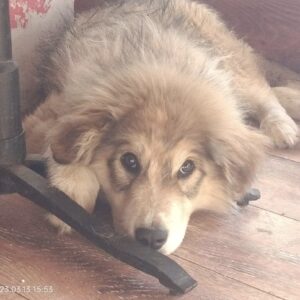 SIMBAD - reserviert Manuela - vermittelt