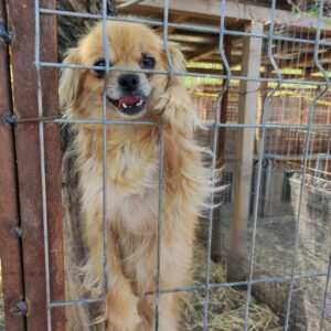 PIPPILOTTA - völlig verzweifelt - reserviert PVA vermittelt