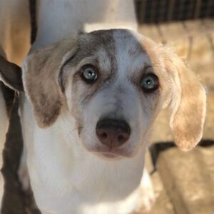 JADE - auf Pflegestelle in PLZ 99 - vermittelt