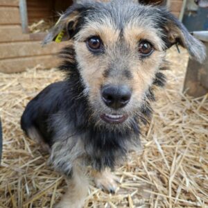 PRISE - reserviert TST Rösrath 08.09 vermittelt