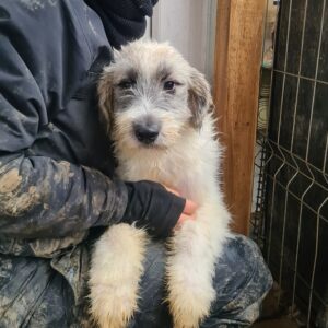 TITUS - sollte zeitnah ausreisen - reserviert TH Limburg - vermittelt