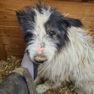 STRUPPSI - völlig fertiger Opi, schlechter Allgemeinzustand - reserviert LS - vermittelt