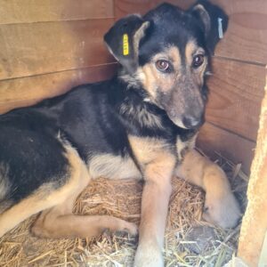 KAURI - diverse Bisswunden