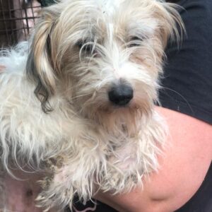 FANNY - reserviert TST Rösrath vermittelt